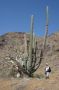 Baja05 - 110 * Larry Hobbs admires a magnificant cactus and elephant tree